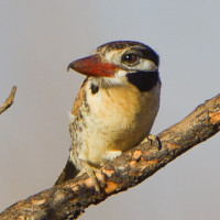 White-eared Puffbird